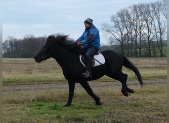 Friesen Mix, Wallach, 8 Jahre, 152 cm, Rappe