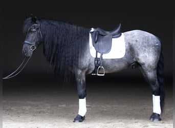 Friesen Mix, Wallach, 8 Jahre, 152 cm, Roan-Blue