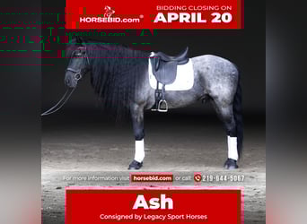 Friesen Mix, Wallach, 8 Jahre, 152 cm, Roan-Blue