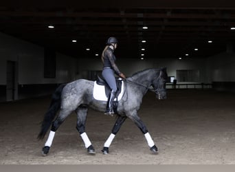 Friesen Mix, Wallach, 8 Jahre, 152 cm, Roan-Blue