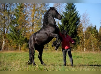 Friesen, Wallach, 8 Jahre, 155 cm, Rappe