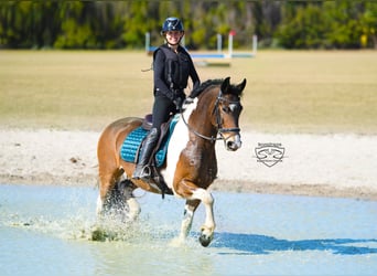Friesen Mix, Wallach, 8 Jahre, 157 cm, Schecke
