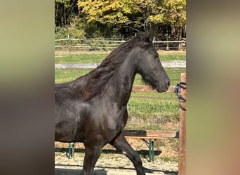 Friesen, Wallach, 8 Jahre, 158 cm, Rappe
