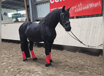 Friesen, Wallach, 8 Jahre, 162 cm