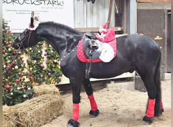 Friesen, Wallach, 8 Jahre, 162 cm