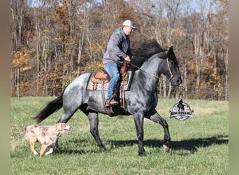 Friesen Mix, Wallach, 8 Jahre, 163 cm, Roan-Blue