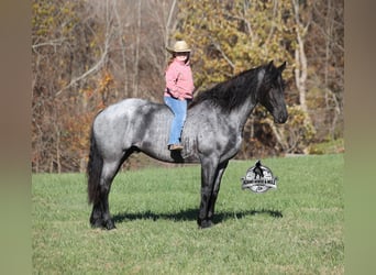 Friesen Mix, Wallach, 8 Jahre, 163 cm, Roan-Blue