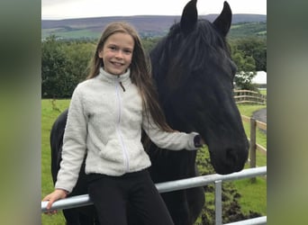 Friesen, Wallach, 8 Jahre, 164 cm, Schwarzbrauner