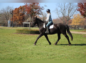 Friesen, Wallach, 8 Jahre, 165 cm, Rappe