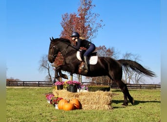 Friesen, Wallach, 8 Jahre, 165 cm, Rappe