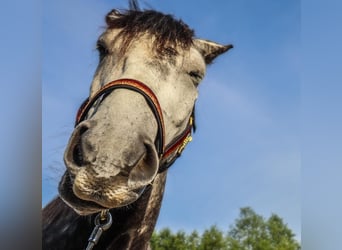 Friesen Mix, Wallach, 8 Jahre, 167 cm