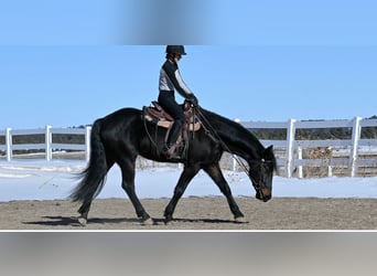 Friesen, Wallach, 8 Jahre, 170 cm, Dunkelbrauner