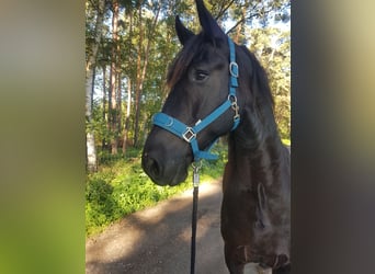 Friesen, Wallach, 8 Jahre, 170 cm, Rappe