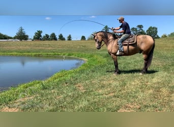 Friesen, Wallach, 8 Jahre, 173 cm, Buckskin