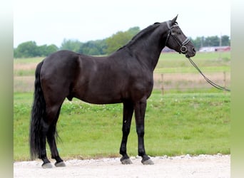 Friesen Mix, Wallach, 8 Jahre, Rappe