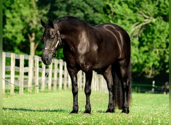 Friesen Mix, Wallach, 8 Jahre, Rappe