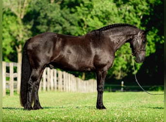Friesen Mix, Wallach, 8 Jahre, Rappe