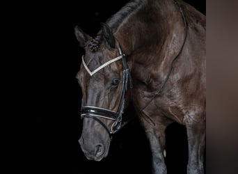 Friesen Mix, Wallach, 8 Jahre, Rappe