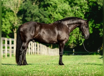 Friesen Mix, Wallach, 8 Jahre, Rappe