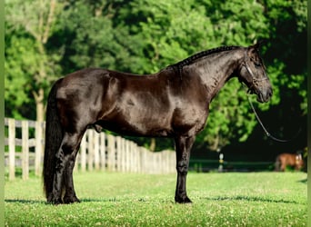 Friesen Mix, Wallach, 8 Jahre, Rappe