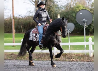 Friesen, Wallach, 8 Jahre, Rappe