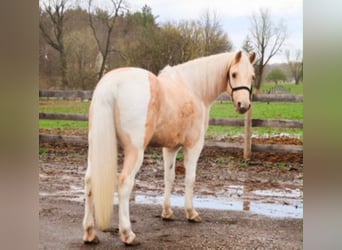 Friesen, Wallach, 9 Jahre, 142 cm, Palomino