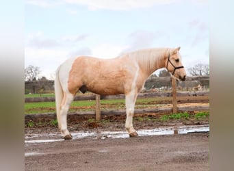 Friesen, Wallach, 9 Jahre, 142 cm, Palomino