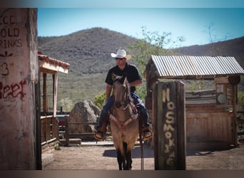 Friesen Mix, Wallach, 9 Jahre, 147 cm, Buckskin