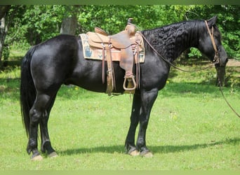 Friesen, Wallach, 9 Jahre, 157 cm, Rappe