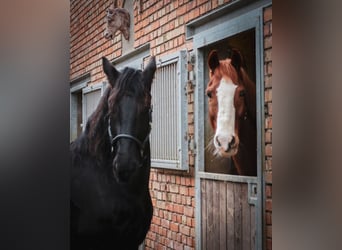 Friesen Mix, Wallach, 9 Jahre, 162 cm