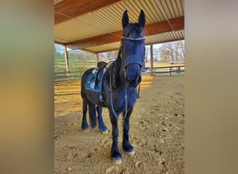 Friesen, Wallach, 9 Jahre, 162 cm, Rappe