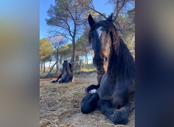 Friesen Mix, Wallach, 9 Jahre, 163 cm, Rappe