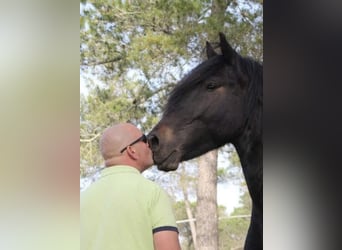 Friesen Mix, Wallach, 9 Jahre, 163 cm, Rappe