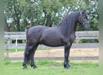 Friesen, Wallach, 9 Jahre, 163 cm, Rappe