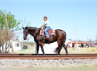 Friesen, Wallach, 9 Jahre, 163 cm, Rappe
