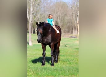 Friesen, Wallach, 9 Jahre, 163 cm, Rappe