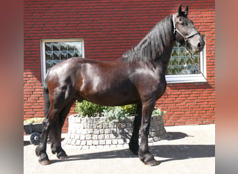 Friesen, Wallach, 9 Jahre, 164 cm