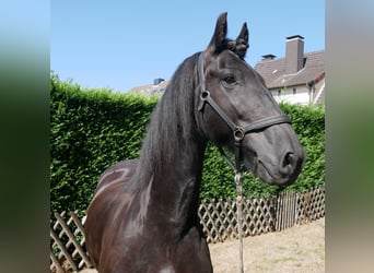 Friesen, Wallach, 9 Jahre, 164 cm
