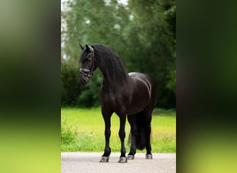 Friesen, Wallach, 9 Jahre, 165 cm, Rappe