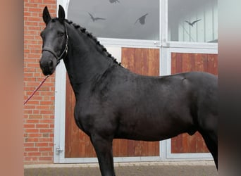 Friesen, Wallach, 9 Jahre, 170 cm, Rappe