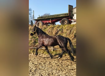 Friesen, Wallach, 9 Jahre, 173 cm, Rappe