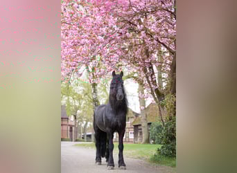 Frieserhästar, Hingst, 11 år, 165 cm, Svart
