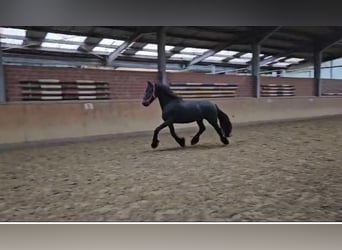 Friesen, Hengst, 12 Jahre, 160 cm