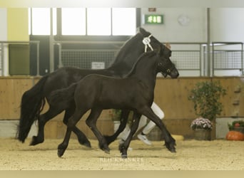 Frieserhästar, Hingst, 2 år, Svart