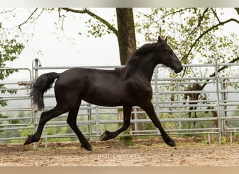 Frieserhästar, Hingst, 2 år, Svart