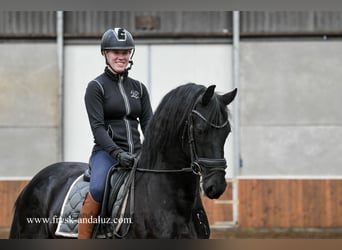 Frieserhästar, Hingst, 3 år, 160 cm, Svart