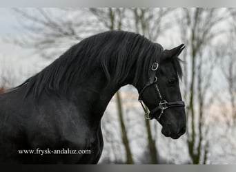 Frieserhästar, Hingst, 3 år, 160 cm, Svart