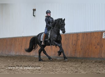 Frieserhästar, Hingst, 3 år, 160 cm, Svart