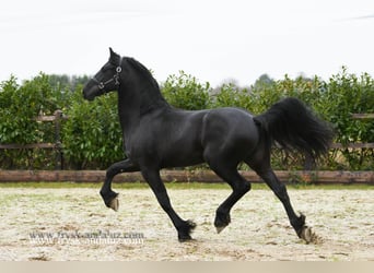 Frieserhästar, Hingst, 3 år, 160 cm, Svart