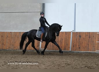 Frieserhästar, Hingst, 3 år, 160 cm, Svart